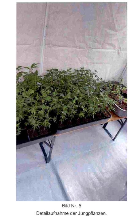Cannabis Stecklinge legal oder strafbar? Definition